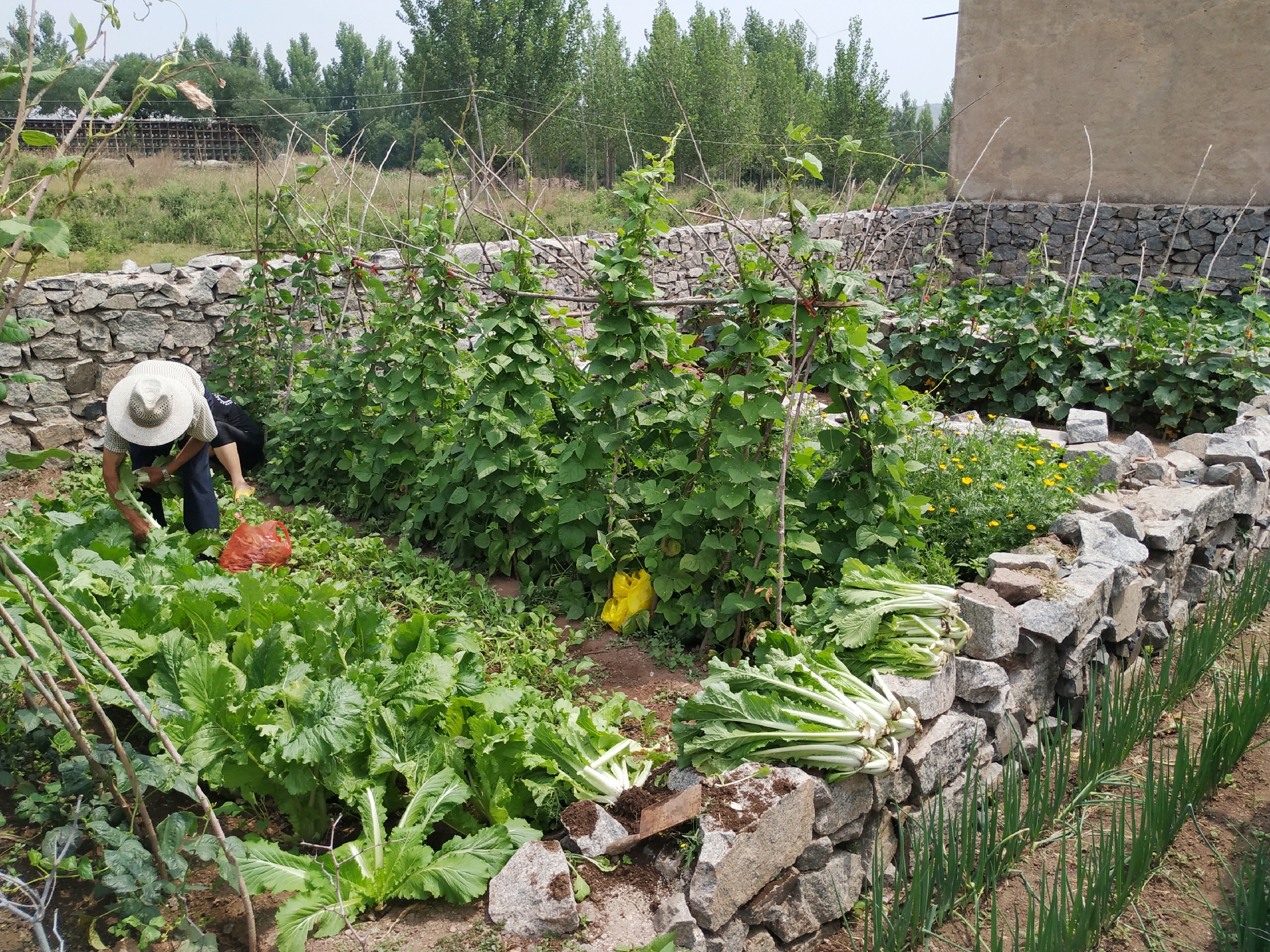 岳父家门口的小菜园,种植了12种绿色蔬菜,看看都是啥