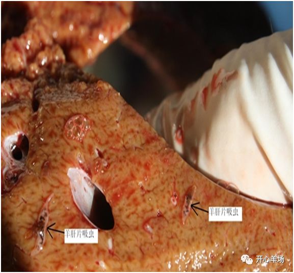 羊肝吸虫病图片图片
