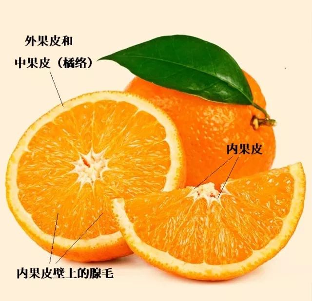 橘子组织解剖图图片