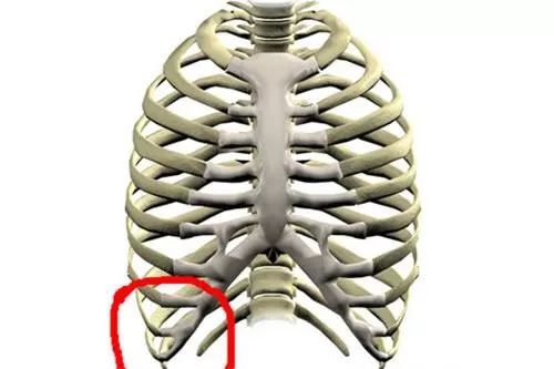 肋骨下缘的位置图图片