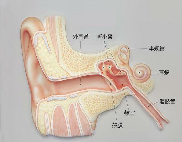 咽鼓管扁桃体位置图图片