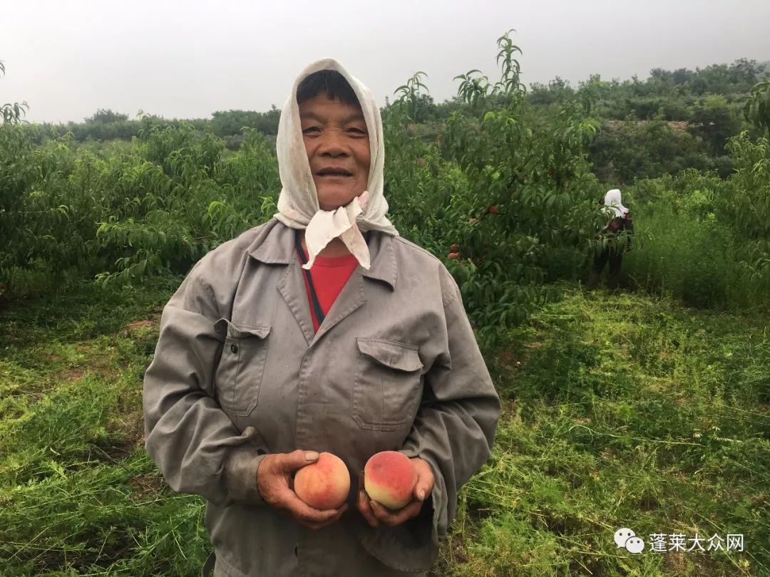 急急急!烟台这个贫困村数万斤桃子滞销,您愿意伸手帮一把吗?