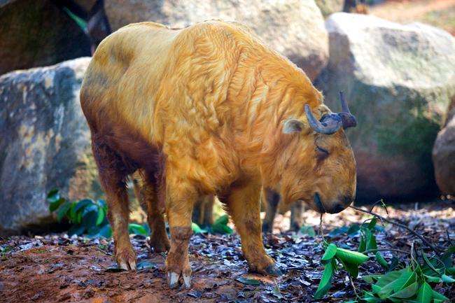 中國的8大奇異動物， 有沒有只知道名字不認識字的？ 未分類 第1張