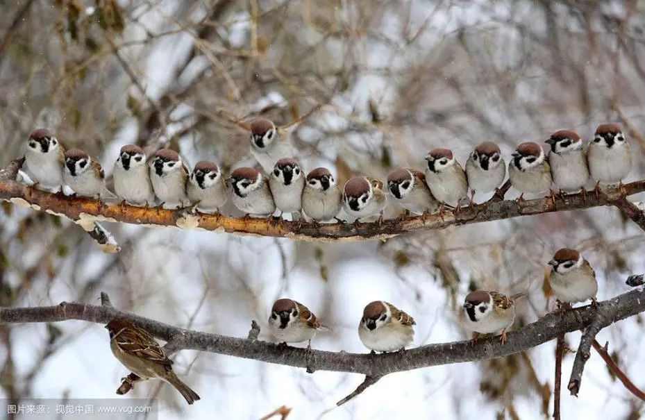 中国麻雀种群图片