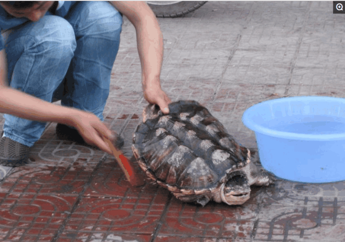 農民老伯捕捉到一只不明動物， 專家呼籲: 外來生物， 盡快殺死 寵物 第4張