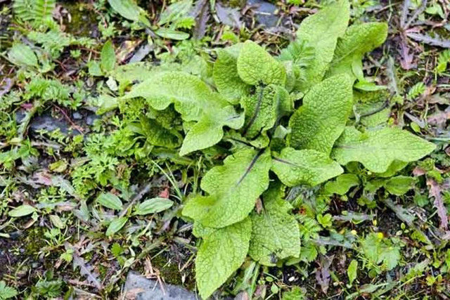 此種野草長得醜像是癩蛤蟆皮但兩片就能治牙痛還能治骨鯁