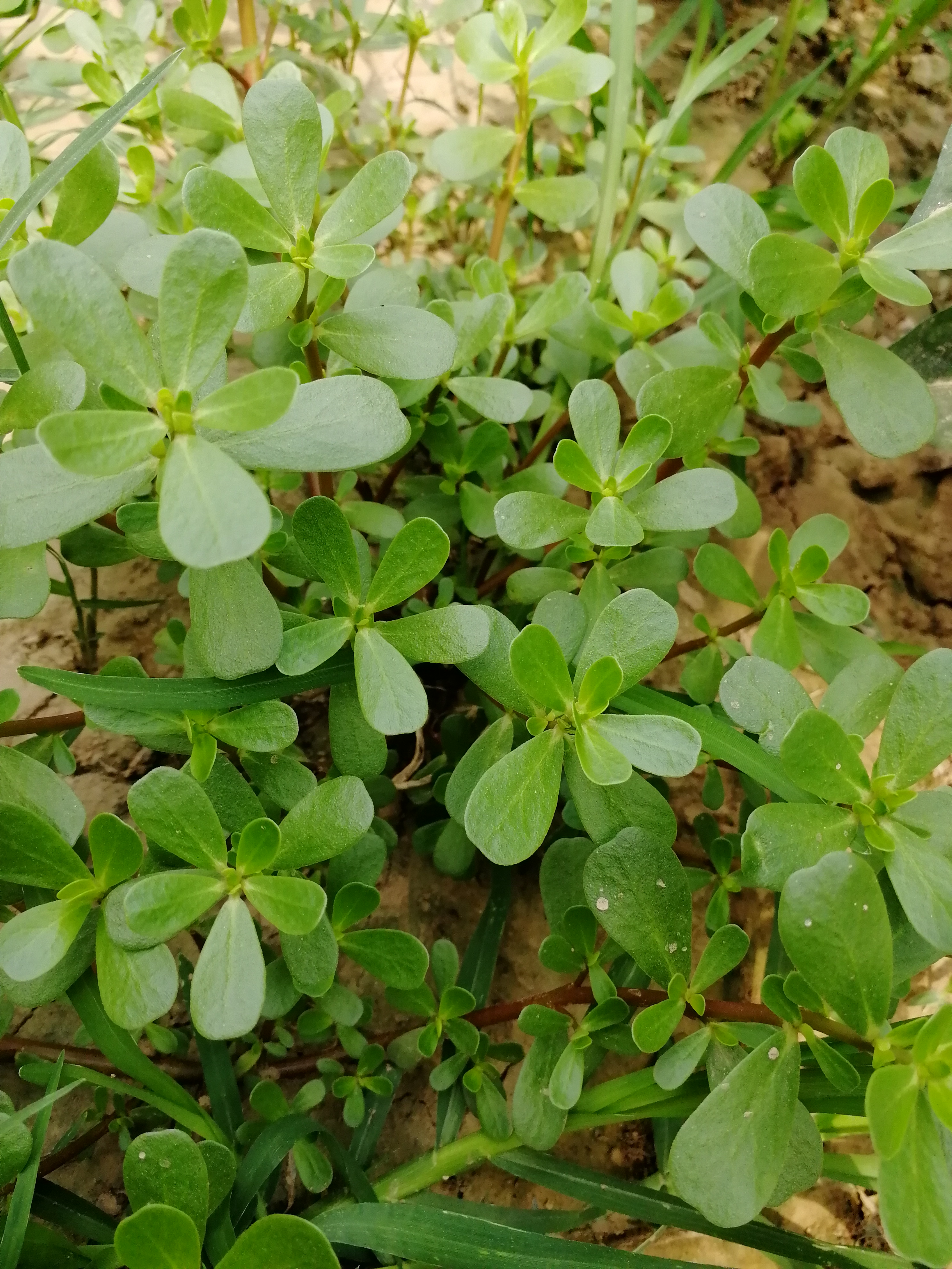 美味又治病的野菜马齿苋做成肉盒子,超级美味