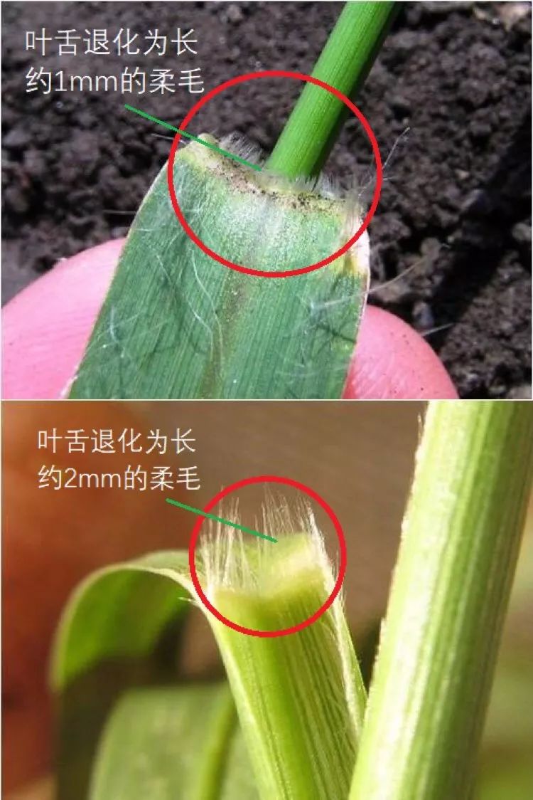 玉米叶舌图片