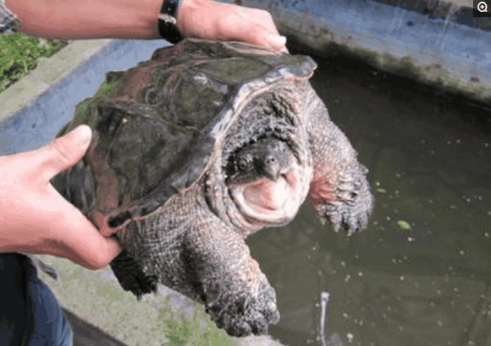 農民老伯捕捉到一只不明動物， 專家呼籲: 外來生物， 盡快殺死 寵物 第6張