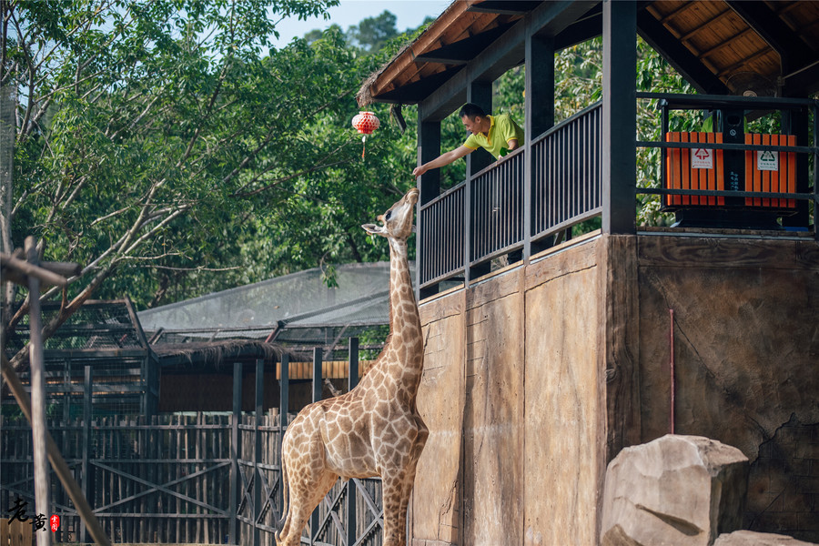 东莞这家动物园,游客与动物零距离接触,人与自然最直接的对话