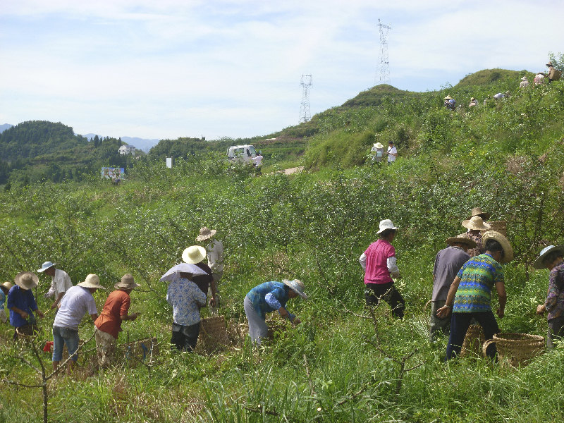 近日,记者走进渠县拱石乡,李馥乡及达川区九岭镇的花椒基地,满山遍野