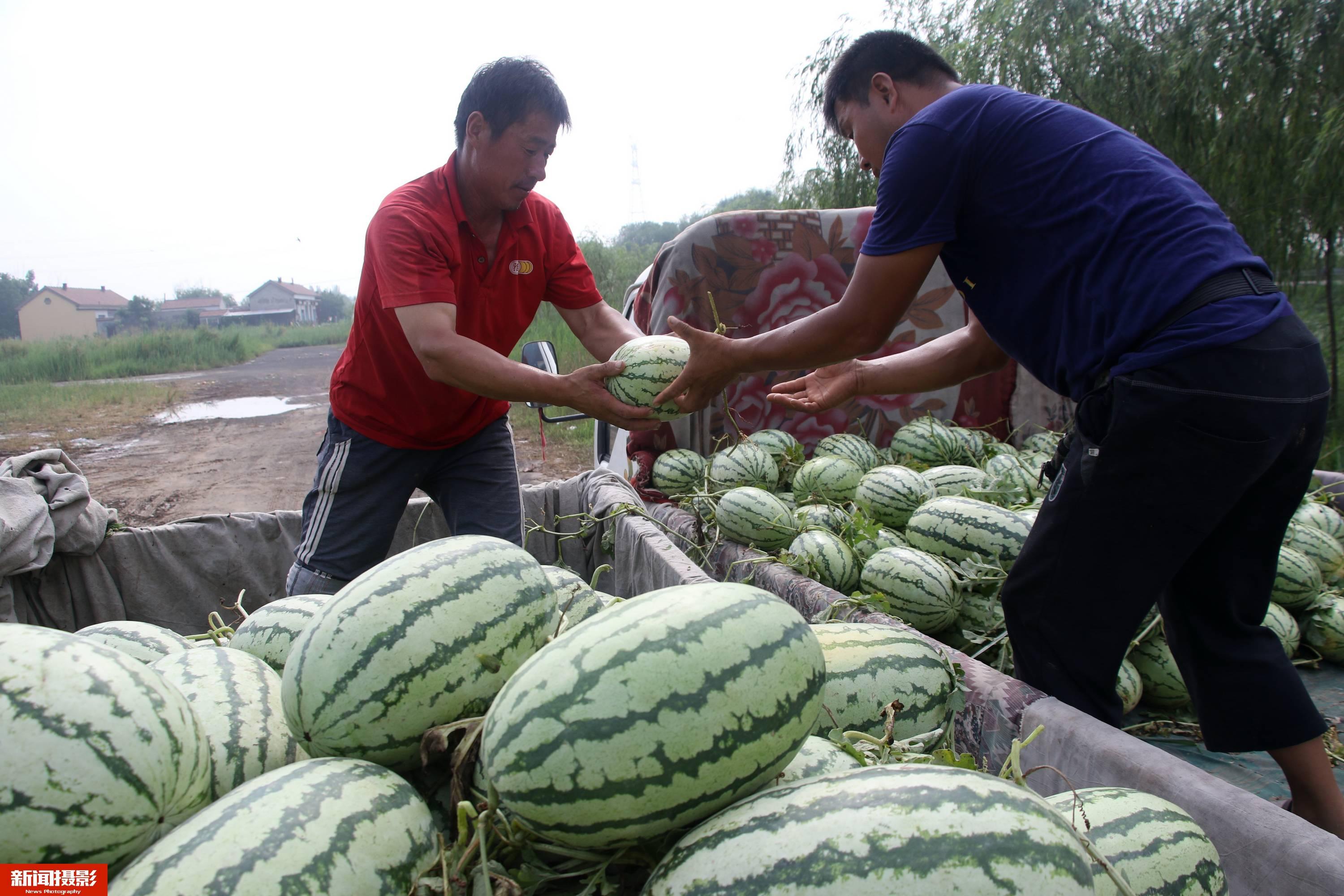 露天西瓜种植技术与管理(露天西瓜种植技术与管理的书籍)