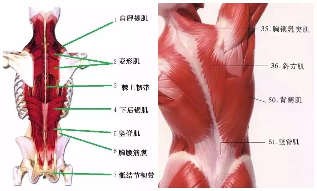 竖脊肌又被叫做骶棘肌,是脊柱后方的长肌