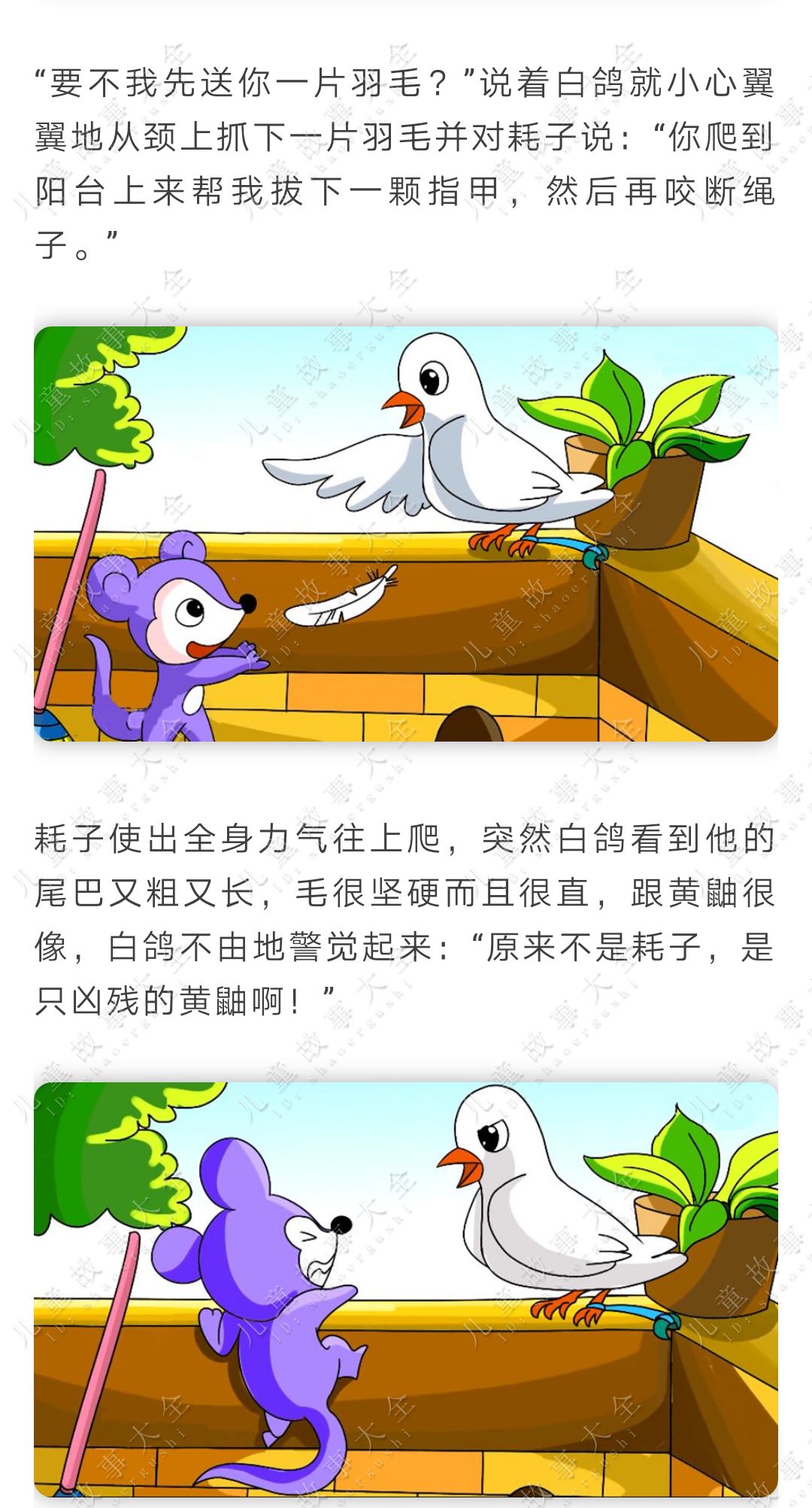 白鸽妈妈找蛋故事图片图片