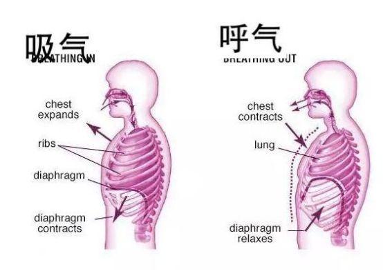 膈是什么器官图片