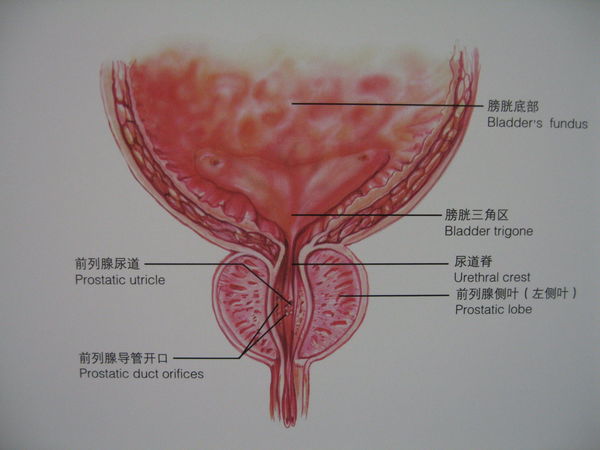 前勒腺的位置图片