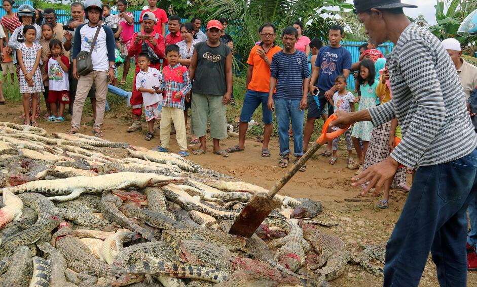 鳄鱼咬死人现场图片图片