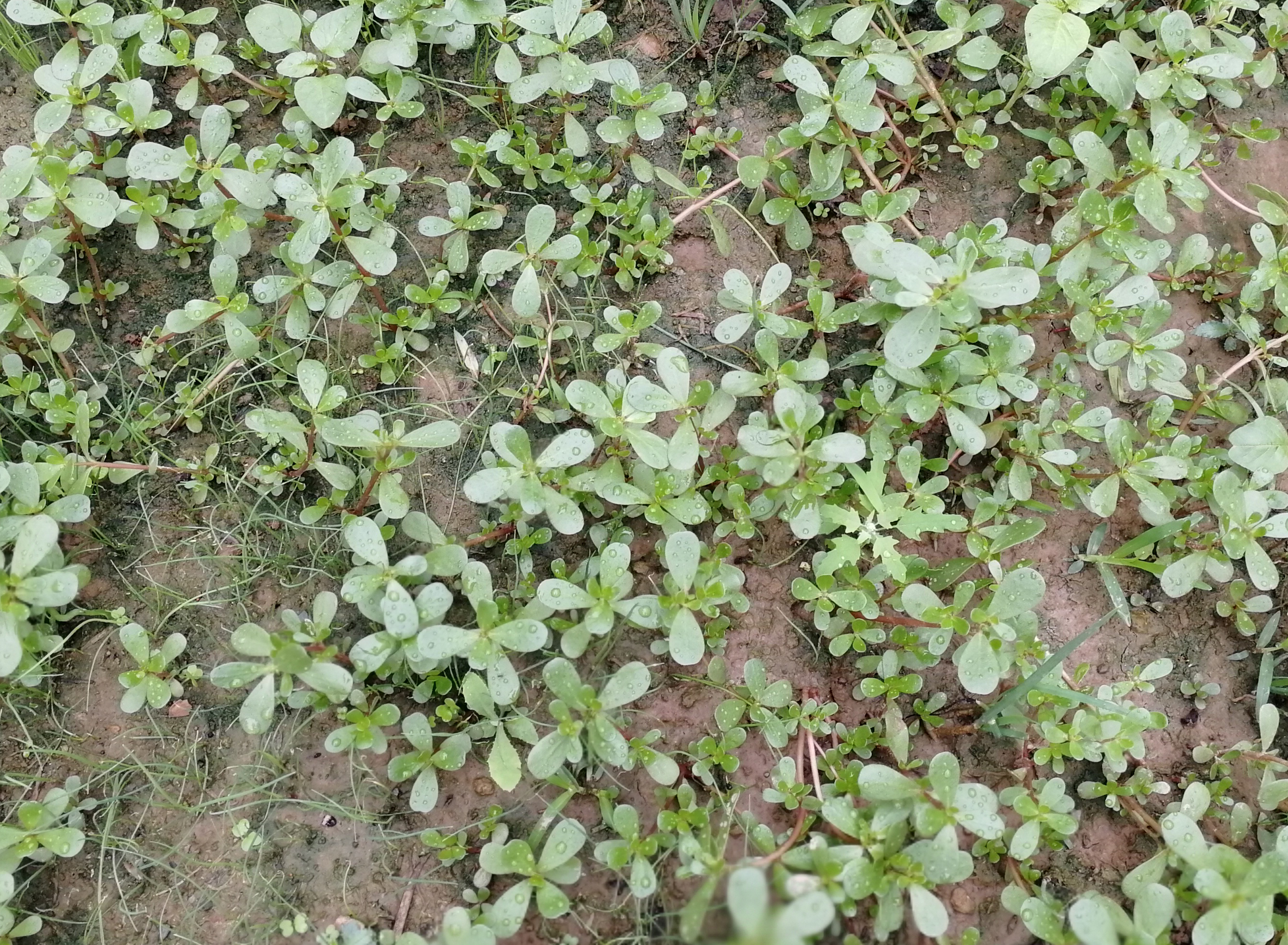 在農村這種曾經當野草如今當成寶的野菜,配著五花肉炒比梅菜扣肉都