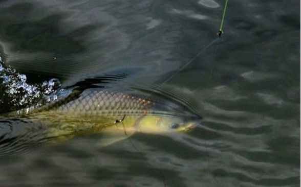 所以我們在垂釣的過程中可以設置草窩進行誘魚,將草魚引誘在窩邊