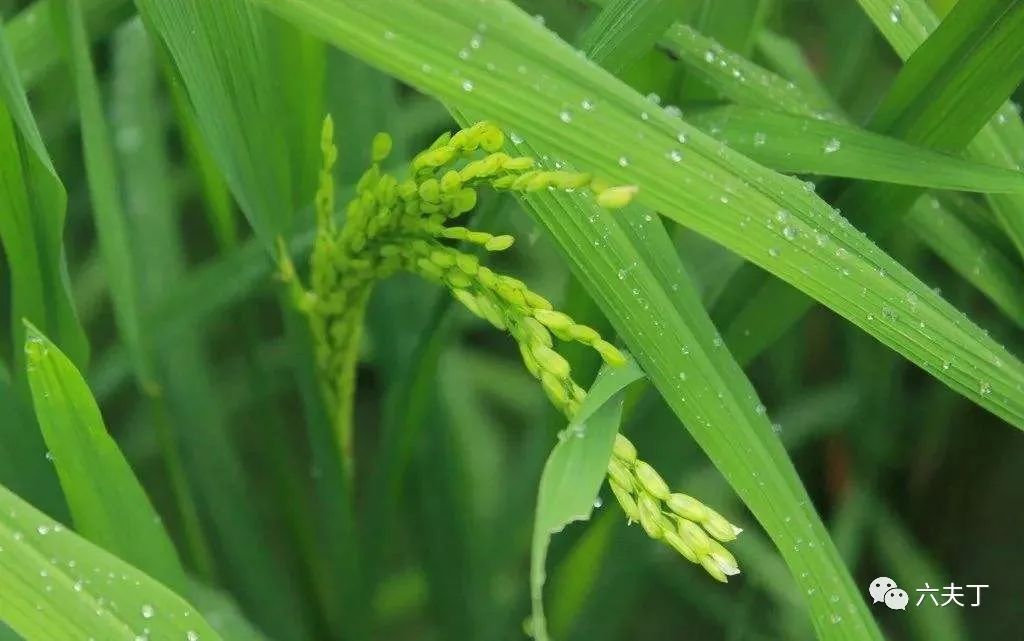 長江中下游水稻防禦高溫田間管理技術