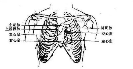 人体肋骨下方图片