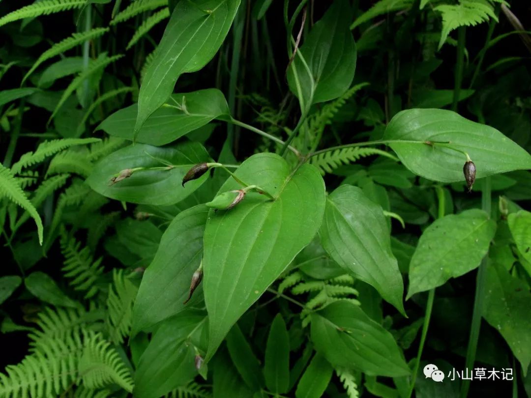 百部,又名蔓生百部,它時常攀援在其它植物上邊