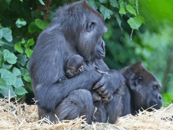 動物世界的8大自殘現象