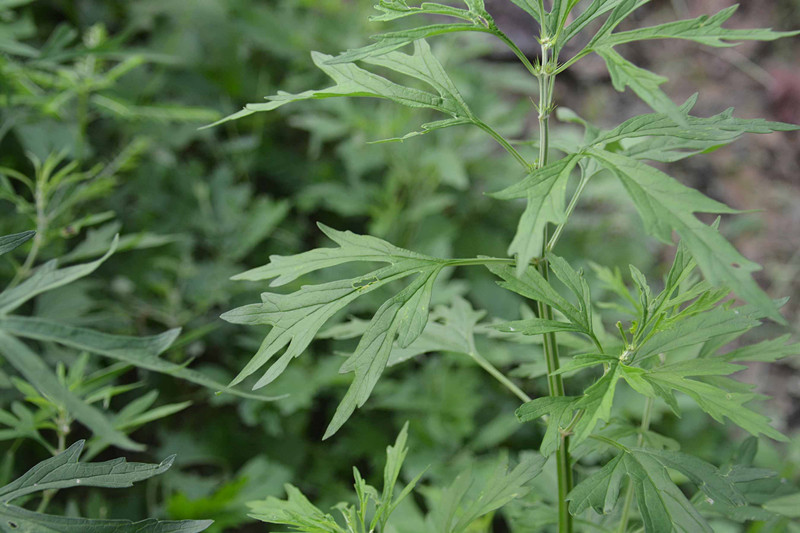 益母草的食用方法与功能主治