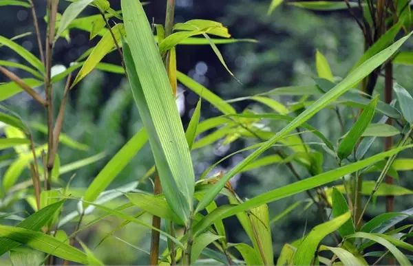 竹種類薄籜茶杆竹