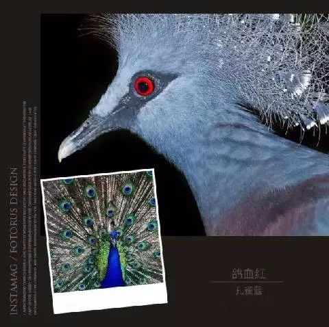野鸡孔雀蓝鸡媒图片图片