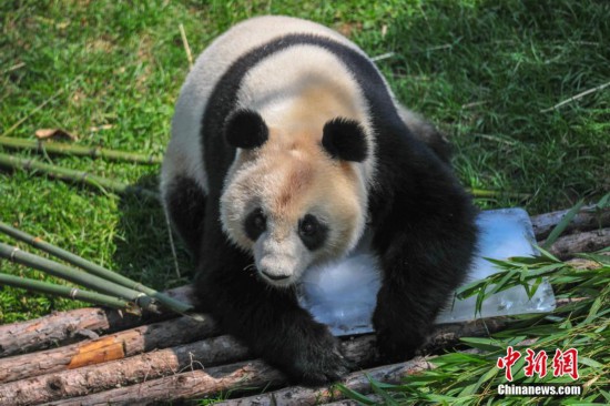 瀋陽森林動物園內大熊貓