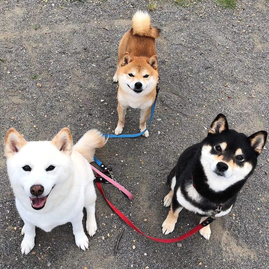 在日本的很多電影和書籍中都介紹過柴犬,它們性格很友善,對幫助過它們