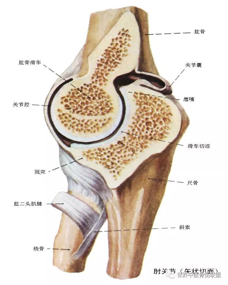 肩肘手胸廓骨骼解剖