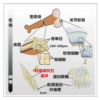 其实,我们的身体里就有这一材料——它是人体骨骼和牙齿的主要成分!