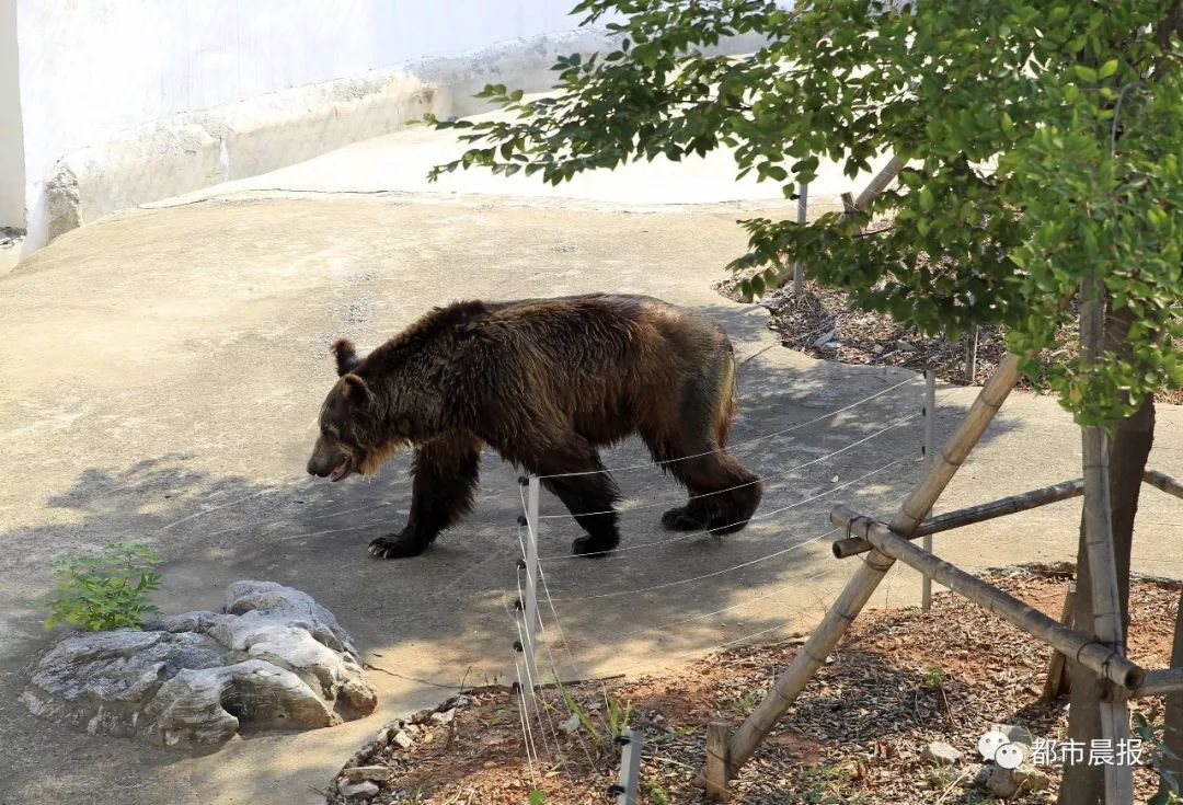 羊駝脫下羊絨衫老虎做起spa徐州動物園裡群獸消夏太恣了