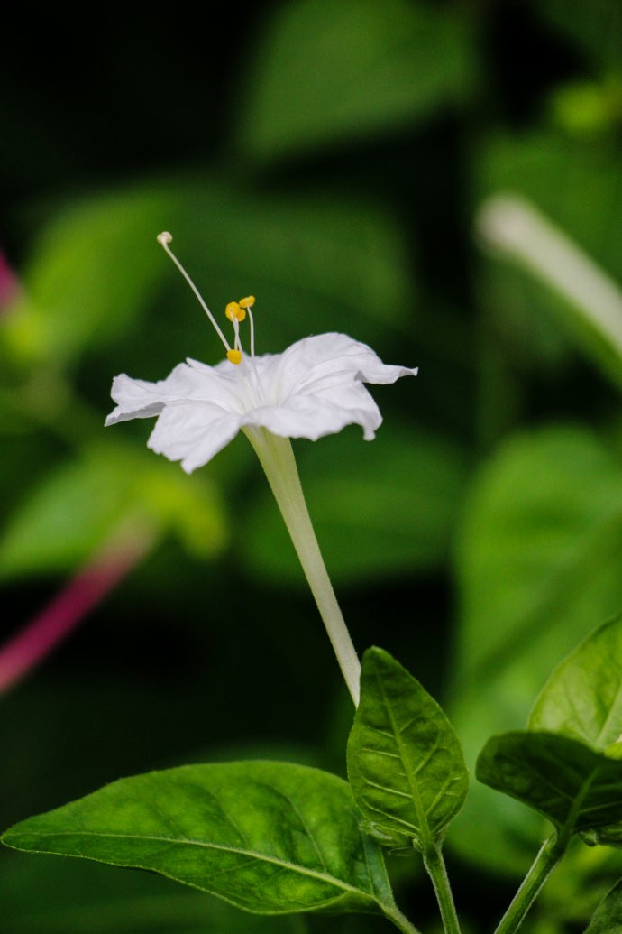 夏日黄昏前 安静自在地绽放丨紫茉莉—几禾花舍