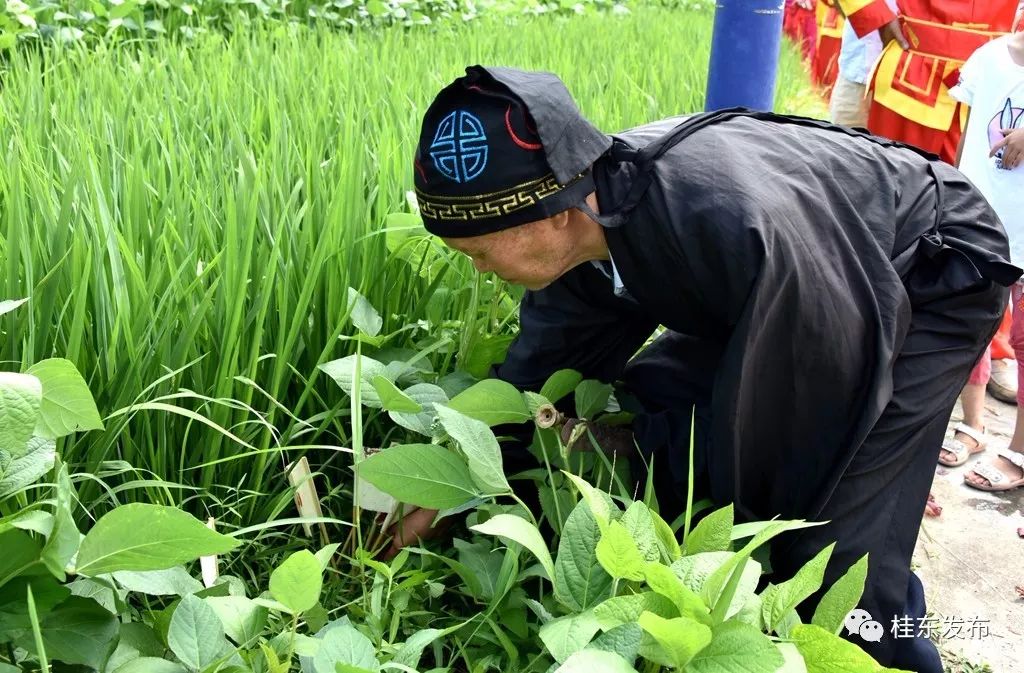 鼓樂齊鳴慶佳節,草龍飛舞祈豐年——看桂東如何舞動六月六