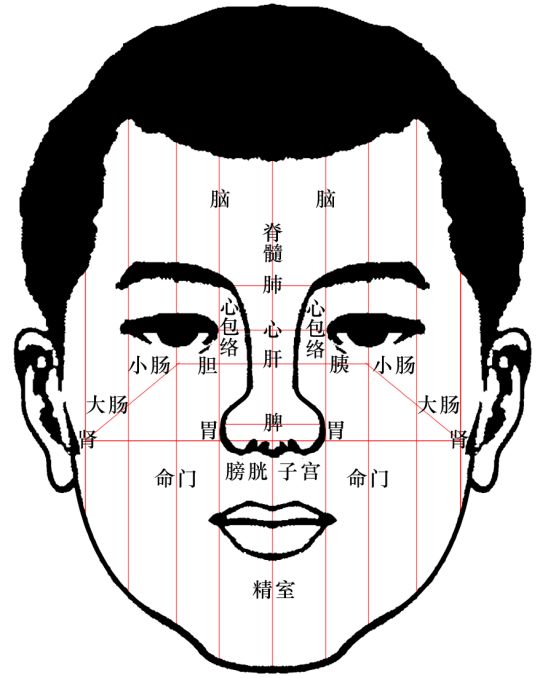 面部医学区域划分图片