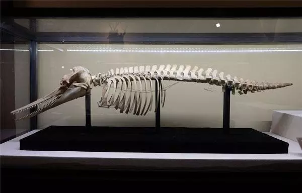 江豚骨骼图片