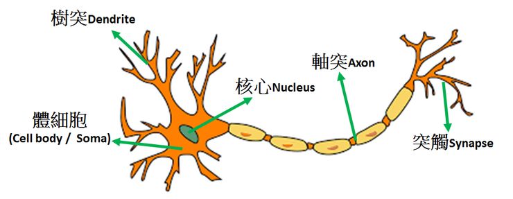 树突示意图图片