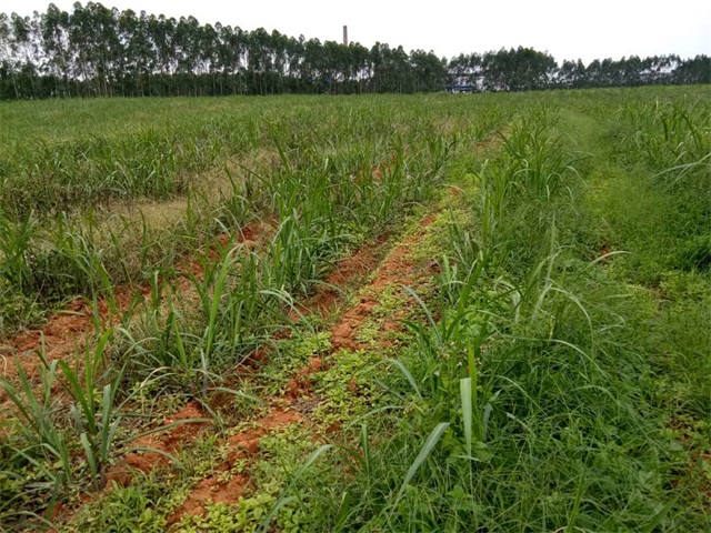 廣西來賓市甘蔗苗後除草這樣打藥效果更好