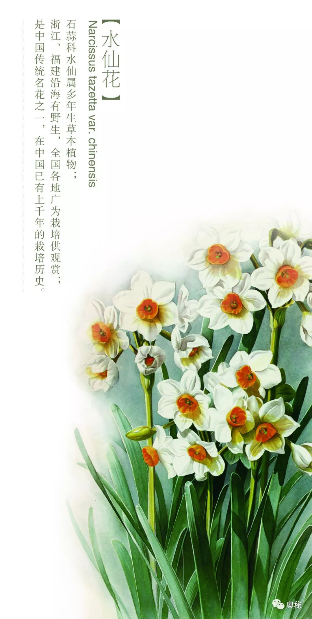 水仙花的资料卡图片