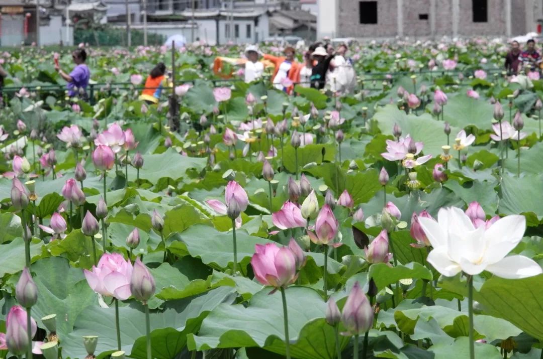 永勝荷花節明日隆重來襲 吃喝玩樂看這裡