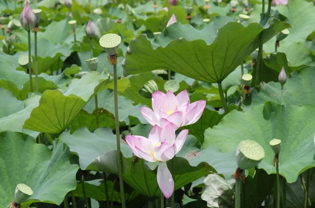 永勝荷花節明日隆重來襲 吃喝玩樂看這裡