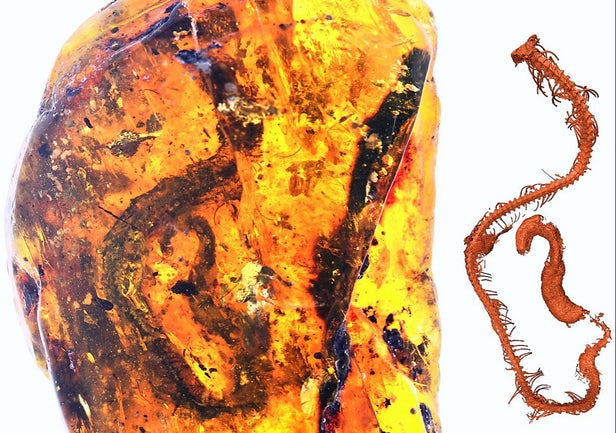 科学家在琥珀中发现史前幼蛇