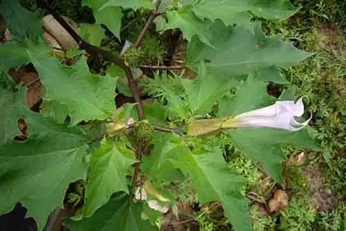 白花菜,假燈龍草,地泡子,飛天龍,天茄菜,谷奶子龍葵,開紫色小花,秋天