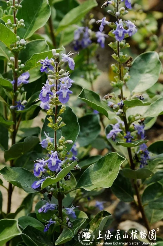 海滨拓荒先锋单叶蔓荆乡土植物