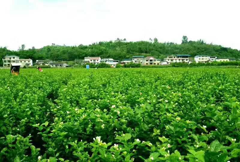 快来点击一下犍为茉莉花儿就会香到你的指尖