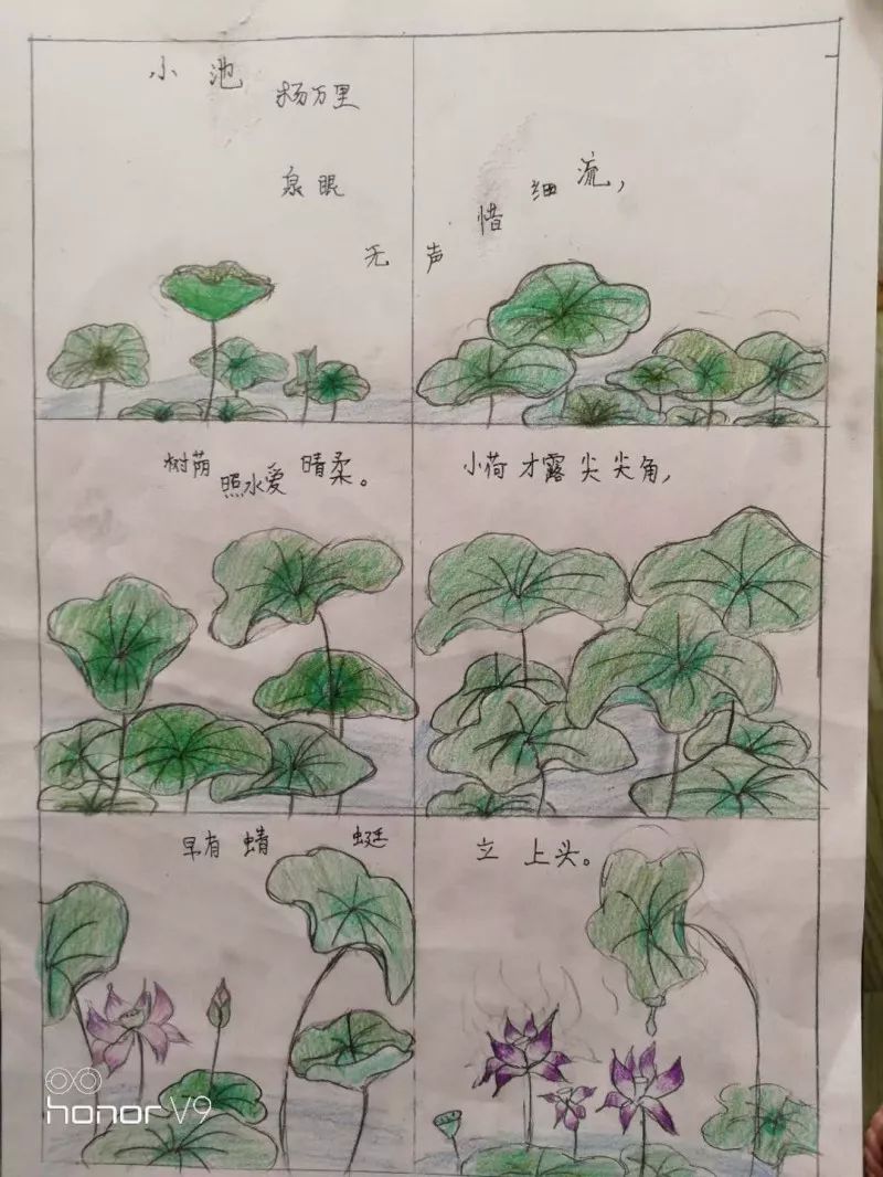 荷花成长过程的图画图片