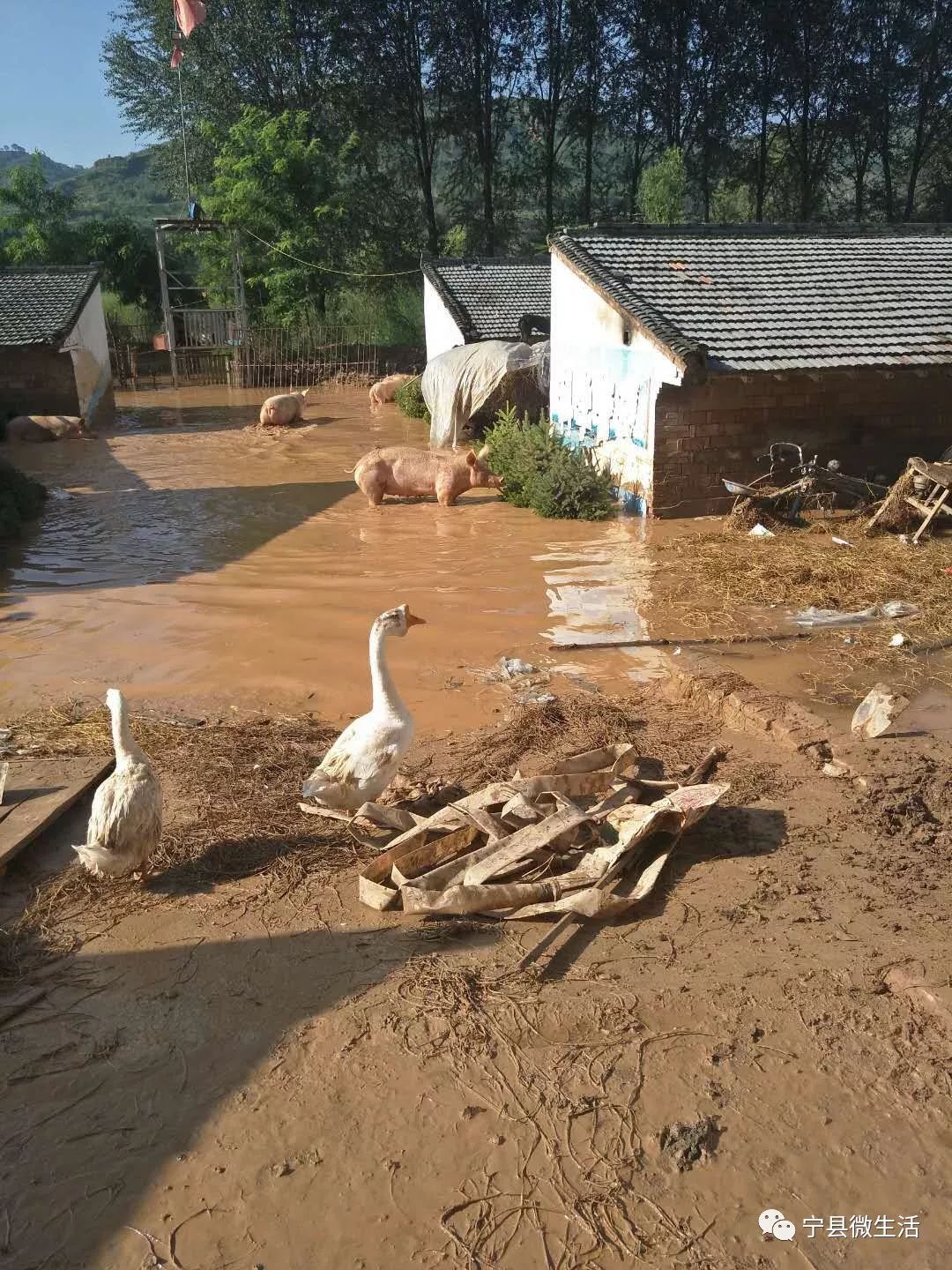 庆阳一养猪场深夜遭洪水袭击,50只猪仔溺亡!